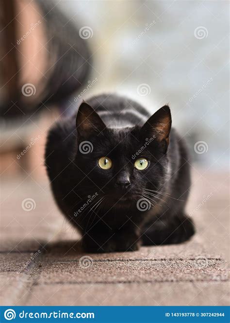2019 Stray Cat Photographer New Photo Cute Black Street