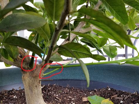 Are These Citrus Suckers On My Dwarf Bearss Lime Tree Gardening