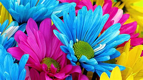 Colorful Flower Graphics Daisy Wallpaper High Definition 16584
