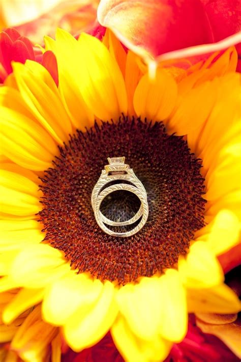 We did not find results for: Wedding Rings On A Sunflower Pictures, Photos, and Images ...