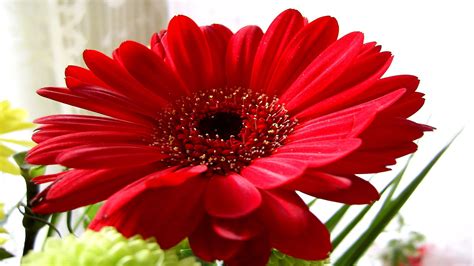 Feel free to download all of these desktop background pictures of nature for free. Nature Flowers Wallpapers Images Photos Pictures Backgrounds