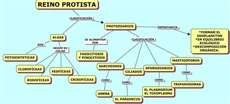 Mapa Conceptual Del Reino Protista Necto