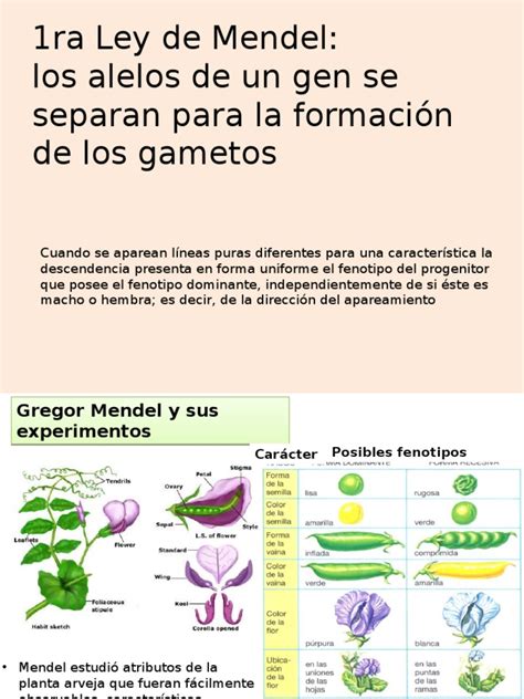 1ra Ley De Mendel Dominancia Genética Ciencias De La Tierra Y De