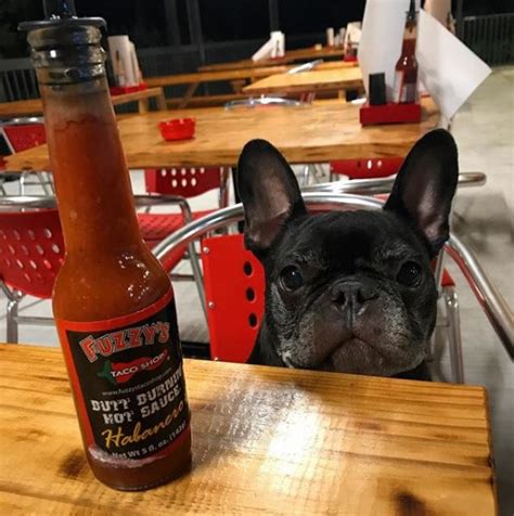 Dog at Restaurant - Pets Report