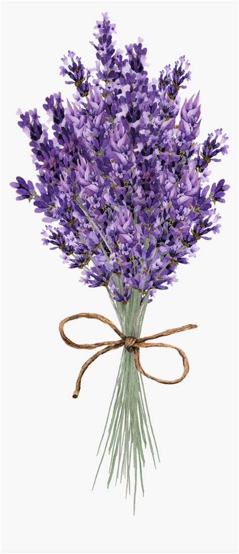 Clip Art Lavender Flower Lavender Flower Paintings Hd Png Download