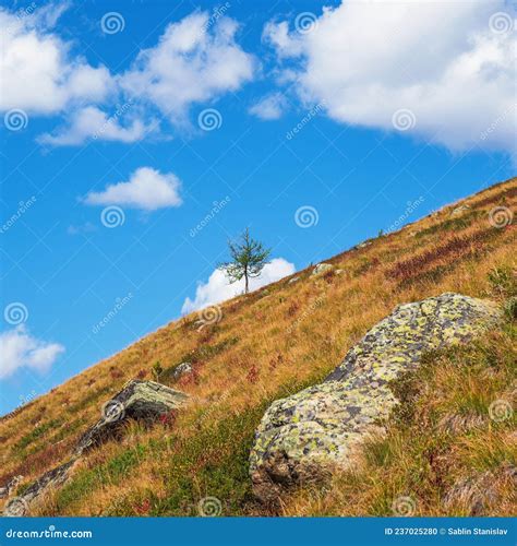 Colorful Green Landscape With Lonely Tree On Diagonal Rocky Hill On