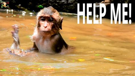 Calling Help Urgent Poor Baby Monkey Very Small Nearly Drown In Water