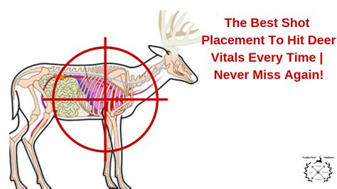 Deer Hunting 101 Beginner S Guide