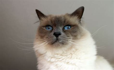 Purr Craze Blog The Difference Between Birman Cats And Ragdoll Cats