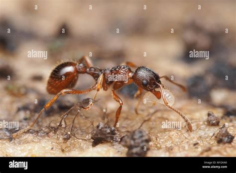 Ant Carrying Larva Hi Res Stock Photography And Images Alamy