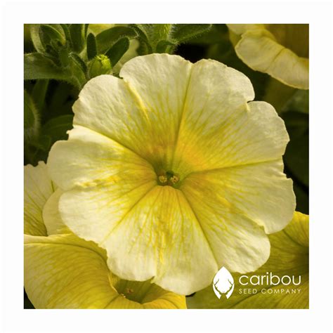 Easy Wave Petunia Yellow Caribou Seed Company