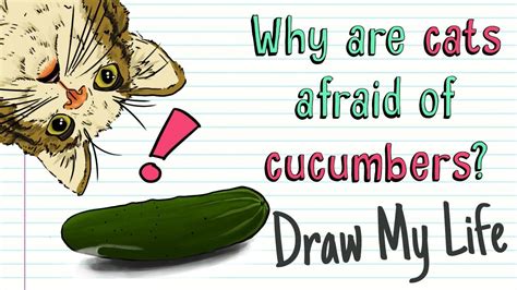 What might a cucumber look like to a cat? WHY CATS ARE AFRAID OF CUCUMBERS 🙀🥒 | Draw My Life Cat vs ...