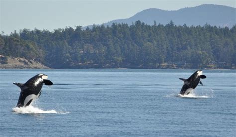 The Worlds 10 Best Whale Watching Destinations Whale Watching Whale