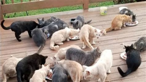Indiana Woman Overrun With Feral Cats Pleading For Help