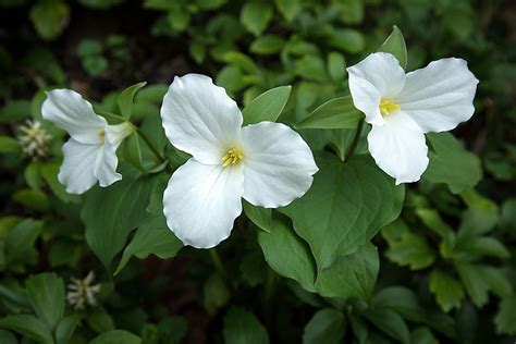 National Flower Of Canada Best Flower Site