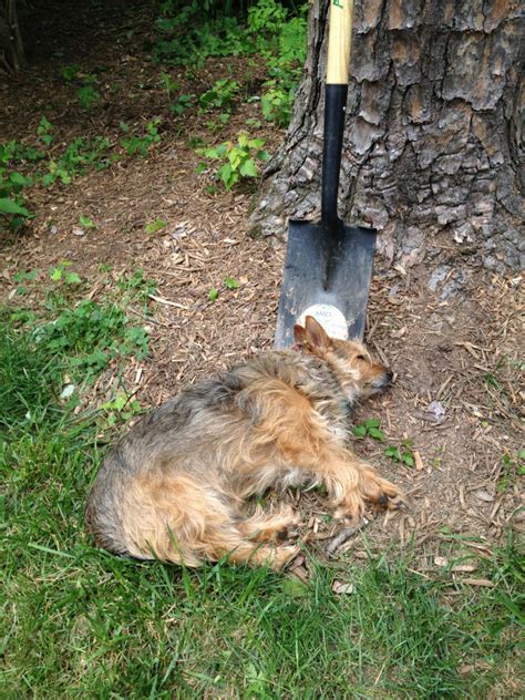 Caption This Dog Every Puppy Needs A Shovel For A Pillow I Still