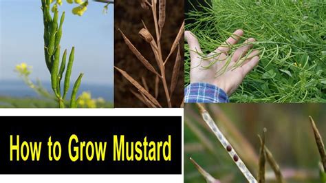 Mustard Plant How To Grow Mustard Plant Youtube
