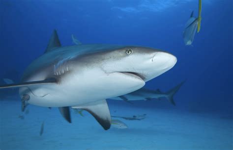 Grey Reef Shark Freediving In United Arab Emirates Courses