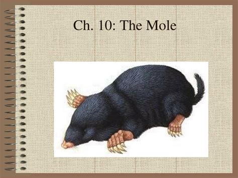 Ppt Ch 10 The Mole Powerpoint Presentation Free Download Id5454366