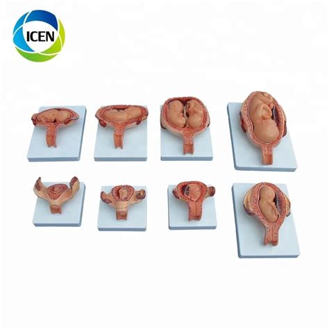 In Human Anatomy Female Internal And External Genital Organs Model For Education Buy