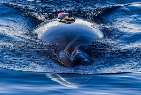 The common minke whale is the smallest of all baleen whales, reaching around 8 to 9 metres long. The Limits of Ocean Heavyweights: Prey Curb Whales' Gigantic Size | Smithsonian Institution