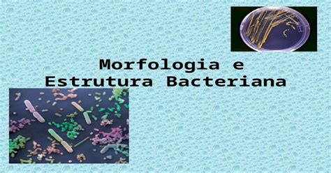As Bacterias Sao Seres Vivos Diversificados E Que Podem Desempenhar
