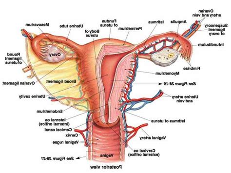 Anatomy Of Women Reproductive System MedicineBTG Com
