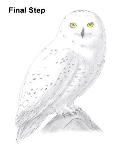 Snowy Owl Drawing Easy Anisa Binkley