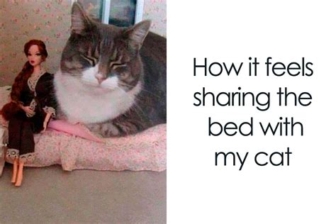 Cat Food Meme Hilarious And Purrrfectly Relatable Best Pet Foods