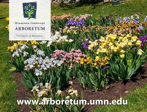 The Iris Garden Typically Blooms In May And June Arboretum