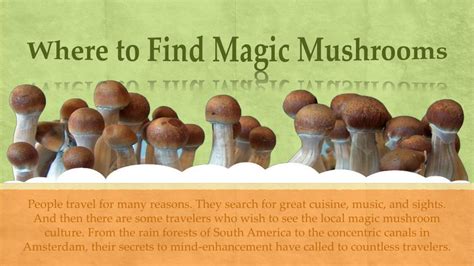 Ppt Where To Find Magic Mushrooms Powerpoint Presentation Free