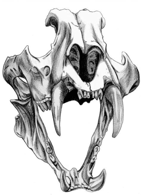 Siberian Tiger Skull By Echoes83 On Deviantart Skull Drawing Tiger