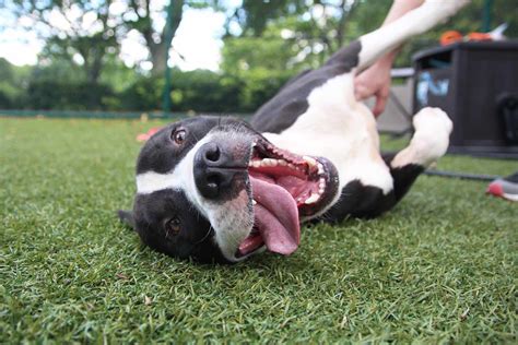 Adopt a Pet | Atlanta Humane Society