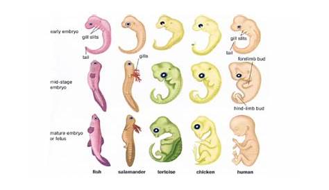 embryo and fetal development worksheet