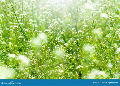 Spring And Summer Wallpaper With Green Grass And White Flowers Stock
