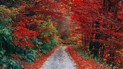 Download Wallpaper 1366x768 Autumn Trail Foliage Fallen Tablet