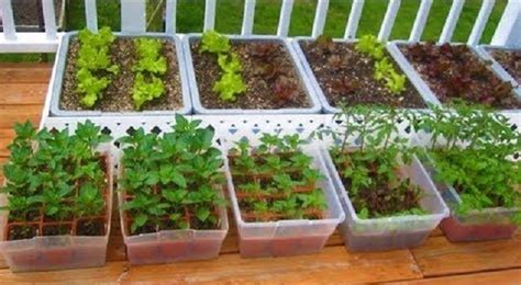 How To Start A Container Garden From Seed Easy Step By