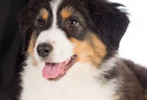 The Overall Australian Shepherd Price Is Revealed How Much Will You