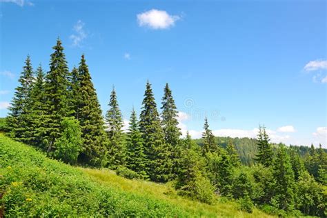Beautiful Pine Trees Stock Image Image Of Cloud Mountainside 83218429