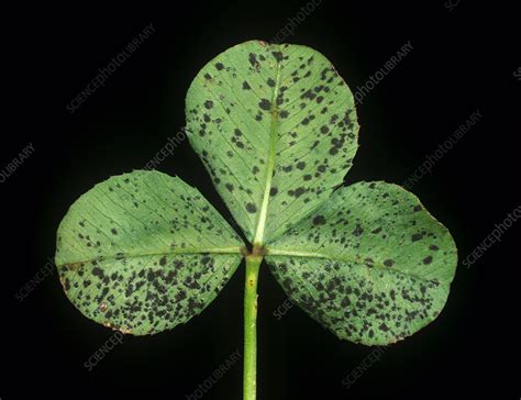 Black Blotch Dark Spots On Clover Leaf Stock Image C0039152