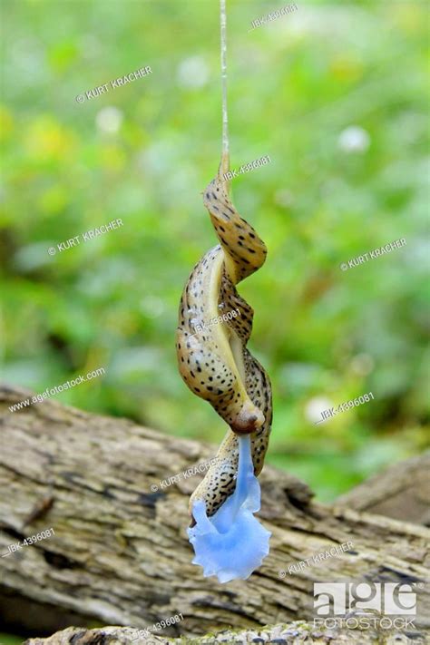 Great Grey Slug Limax Maximus Mating Hanging On Slime Thread Bluish White Colored Penis