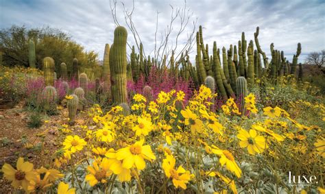 4 Desert Gardens In Arizona To Visit This Spring Luxe Interiors Design