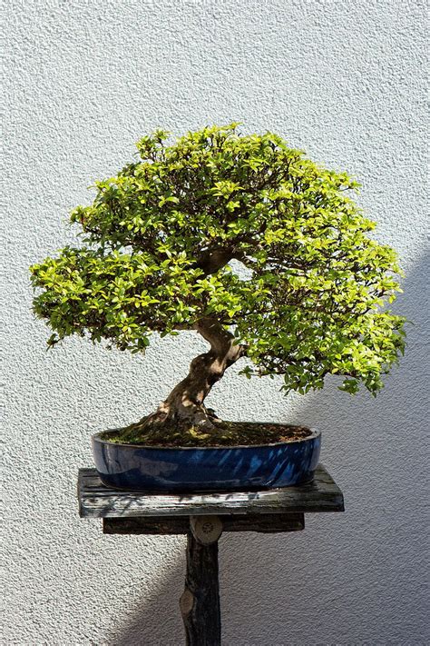 We did not find results for: Bonsai im Japanischer Garten Bad Langensalza by Holger ...