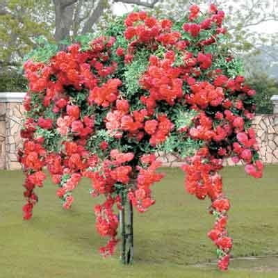 Moon valley nurseries has a wide selection of flowering trees to choose from. Red Weeping Tree Rose - Direct Gardening