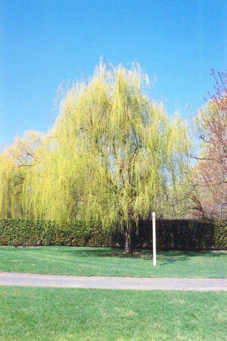 Botanical work for a gallery show with botanical artists of canada. Golden Weeping Willow (Salix x sepulchralis 'Chrysocoma ...