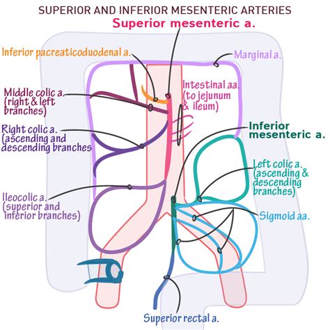 Superior Mesenteric Artery Diagram