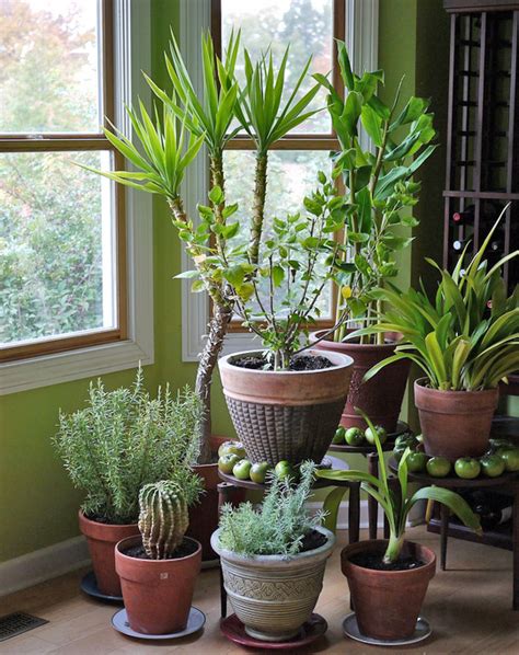 Let Your Indoor Plants Chill Out This Winter Good Earth Plants