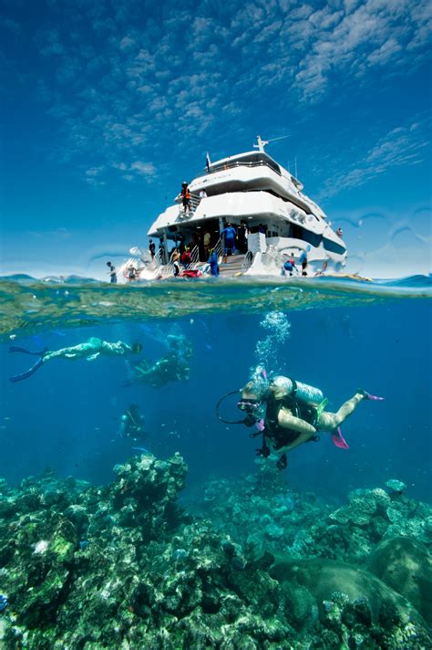 Great Barrier Reef Tours Cairns Half Day And Full Day Dive