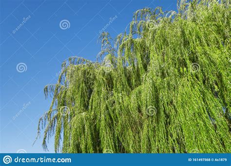 Weeping Golden Curls Willow Tree Summer On A Beautiful Clear Blue Sky