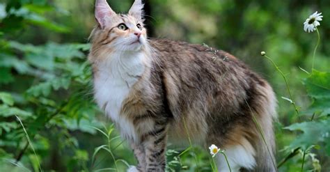 Meet The Worlds Largest Domestic Cat A Z Animals